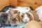 lovely cute adorable rabbit bunny with guinea pig live together from organic farm.