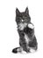 Lovely cute blue with white markings Maine Coon cat kitten on white background