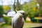 Lovely cute cockatoo bird with white feather and yellow gold head