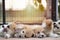 Lovely cute corgi dog puppies lying, relaxing and sleeping in summer sunny day