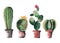 Lovely cute graphic wonderful abstract beautiful bright summer four cactuses in red and brown clay pots with flowers