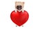 Lovely cute pug puppy dog hanging with paws on big valentine`s day heart, isolated on white background