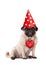 Lovely cute Valentine`s day puppy pug dog sitting down with red I love you heart and party hat with hearts