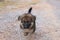 Lovely cutie German Shepherd puppy walking at outdoors home.