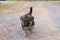 Lovely cutie German Shepherd puppy walking at outdoors home.