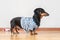 Lovely dachshund dog in home blue and white striped t-shirt obediently stands and waits for a walk, feeding or when the