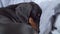 Lovely dachshund dog is sleeping soundly curled up among blankets and pillows on the bed, close up. Tired puppy is