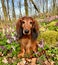 Lovely dachshund lady portrait among flowers