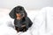 Lovely dachshund puppy just woke up, lying on soft blanket in bedroom early in morning and looks confused. Baby dog