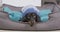 Lovely dachshund puppy in knitted sweater is lying in a pet bed with sad look. Cute dog obediently lies in its place on