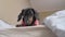 Lovely dachshund puppy is lying on the edge of bed, looking down and waving its paw, because it sees something