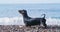 Lovely dachshund puppy obediently stands on pebble beach, holds its tail up and looks at owner, pet has a beautiful
