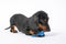 Lovely dachshund puppy plays with specialized blue silicone toy in shape of bone for itchy growing teeth of baby dog