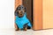 Lovely dachshund puppy in waterproof jumpsuit obediently sits in the doorway. Dog is patiently waiting for the owner to