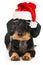 Lovely dachshund with santa hat