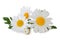 Lovely Daisies Marguerite isolated, including clipping path without shade.