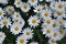 Lovely daisy flowers