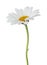 Lovely Daisy Marguerite isolated on white background, including clipping path.