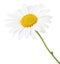Lovely Daisy Marguerite isolated on white background, including clipping path.