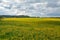 Lovely dandelions on a field under a cloudy sky