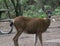 A lovely deer gazing at the camera