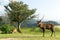 Lovely deer on mountain