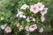 Lovely delicate pink flowers of shrubby cinquefoil close up, netural flower blooming background, beautiful tender petals