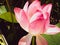 Lovely delicate pink Lotus flower