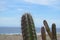 Lovely Desert Cactus in Aruba Beside the Ocean
