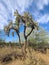 Lovely Desert  Jumping Cholla  Tree Bush Plant Palo Verde Tree Blue  white Whispy clouds Foliage Nature Scene Photography