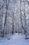 Lovely details of branches with snow and frost in Swedish winter forest