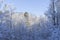 Lovely details of branches with snow and frost in Swedish winter forest