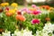 Lovely Different Coloured Flowers Closeup Landscape