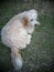 Lovely dirty hairy white cute fat crossbreed dog relaxing on green grass garden floor outdoor