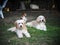 Lovely dirty hairy white cute fat crossbreed dog relaxing on green grass garden floor outdoor