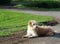 Lovely dirty hairy white cute slim crossbreed dog relaxing on green grass garden floor outdoor