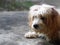 Lovely dirty long hairy white fur cute fat dog laying on cold garden floor making sad face