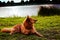 A lovely dog of breed the finnish spitz on the river