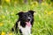 Lovely dog close up portrait posing outdoors with a funny emotion, staring curious with a smiley face looking focused. Overjoyed