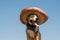 Lovely dog in mexican hat as a western style bandit of gangster.