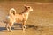 Lovely dog playing outdoor alone.