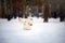 Lovely dog running in winter