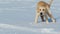 Lovely dog sniffing in snow