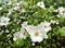 Lovely Dogwood Blossoms in the Rain