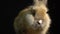 Lovely domestic rabbit funny sniffing nose while sitting in the dark, slow motion