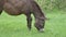 A lovely donkey grazing on green pasture.