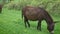 A lovely donkey grazing on green pasture.