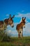 Lovely donkeys in Outer Mongolia