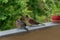 Lovely dove couple landed on the balcony