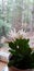 Lovely Easter Cactus